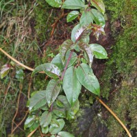 Cestrum elegans (Brongn. ex Neumann) Schltdl.